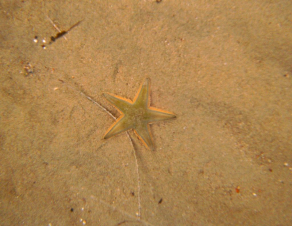 Astropecten jonstoni